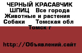 ЧЕРНЫЙ КРАСАВЧИК ШПИЦ - Все города Животные и растения » Собаки   . Томская обл.,Томск г.